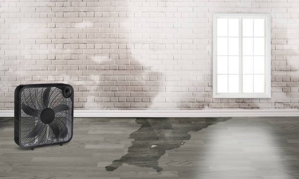 Best Carpet water damage restoration  in Forrest City, AR